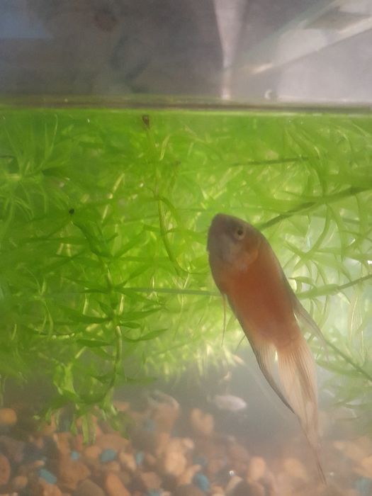 Аквариумные рыбки