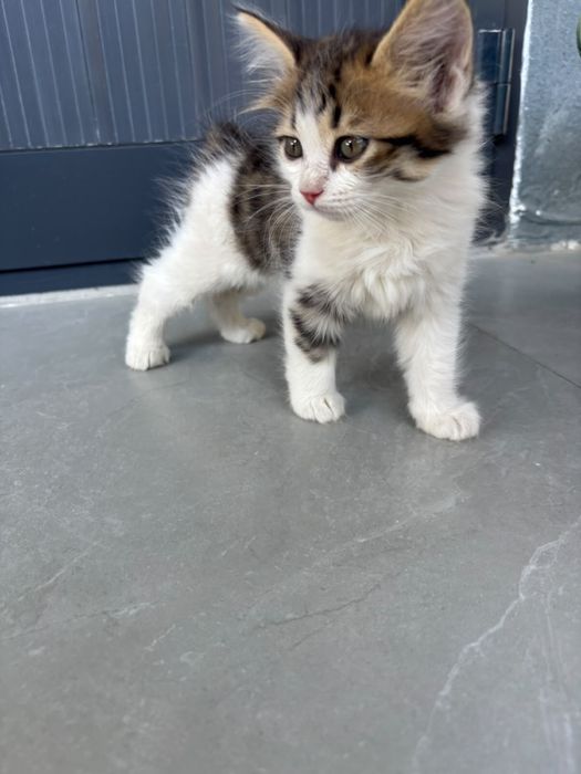 Котята вислоухие в добрые руки