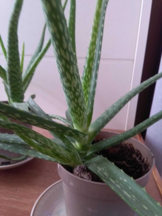 Алоэ  возраст 3 года