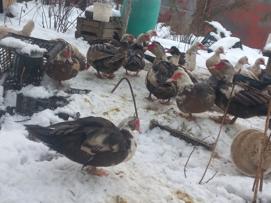 Продам крупных  молодых  индоуток