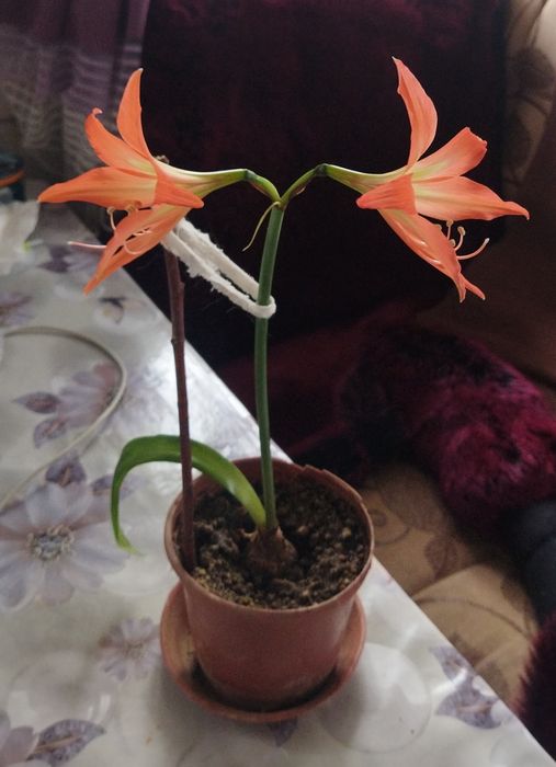 Амариллис взрослая луковица