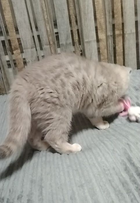 Шикарная девочка, шоу класса.