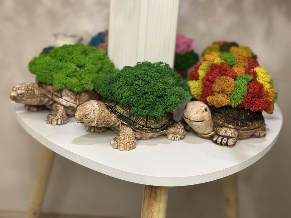 Костенурка със скандинавски мъх