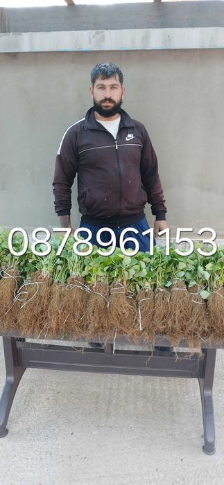 Разсад Ягоди И малини