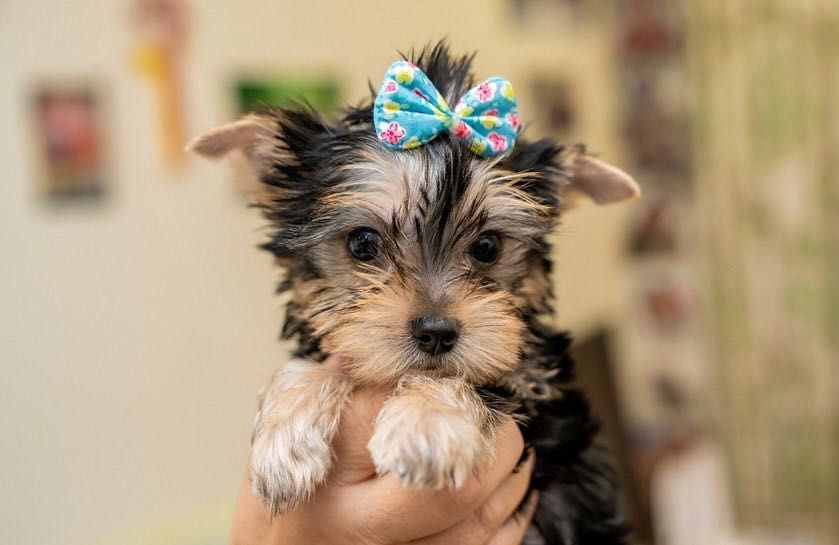 Йоркширской терьер Щенята