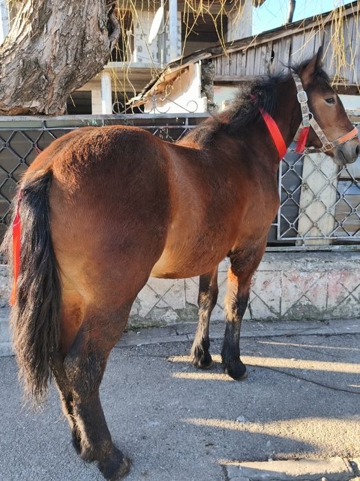 Mânz de vânzare din cai mari