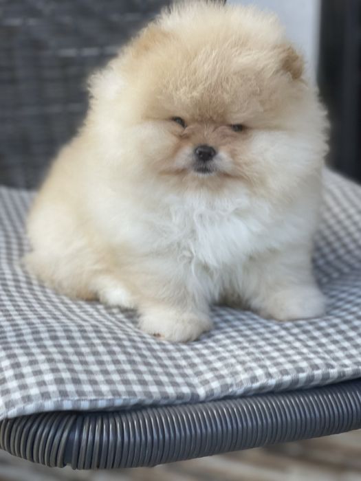 Померан Мини