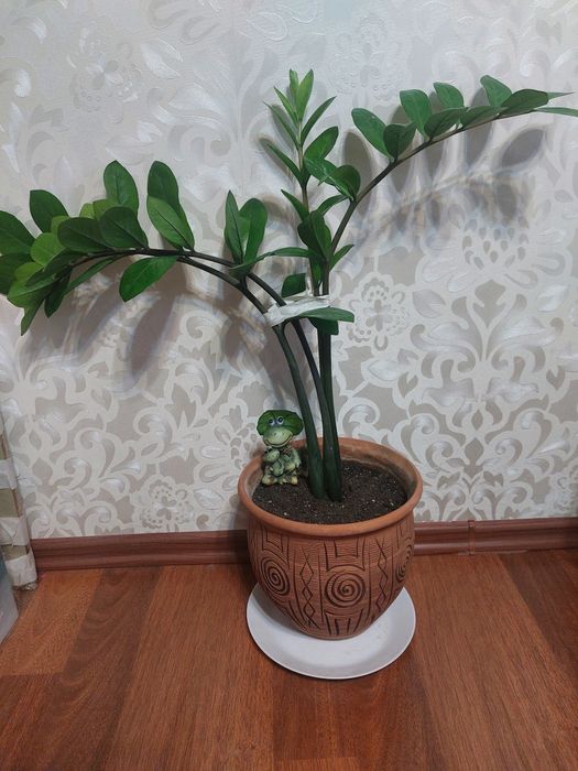 Долларовое дерево