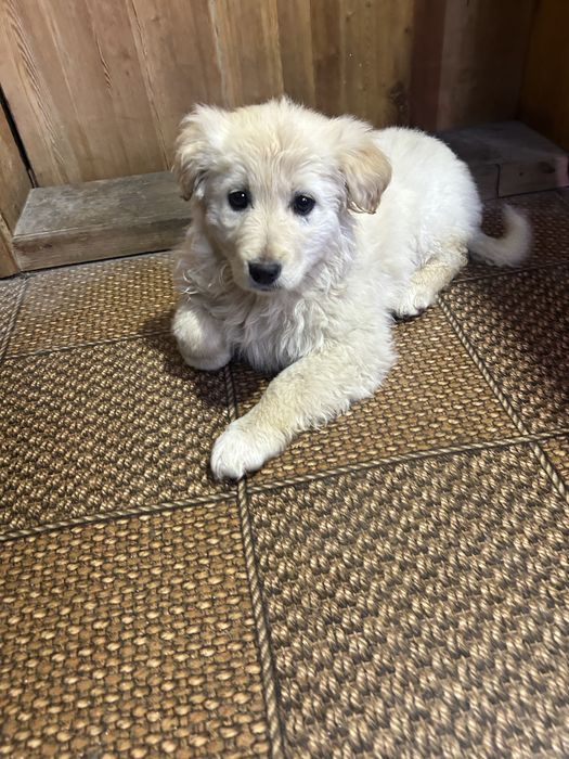 Щенок Бискви ищет дом