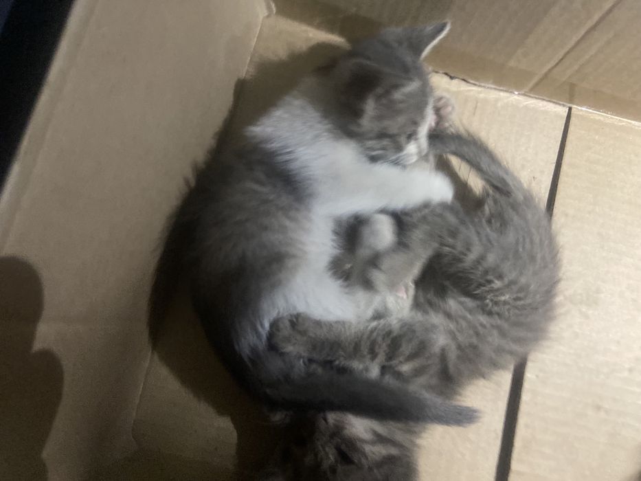 Раздаем котят (2шт остались)