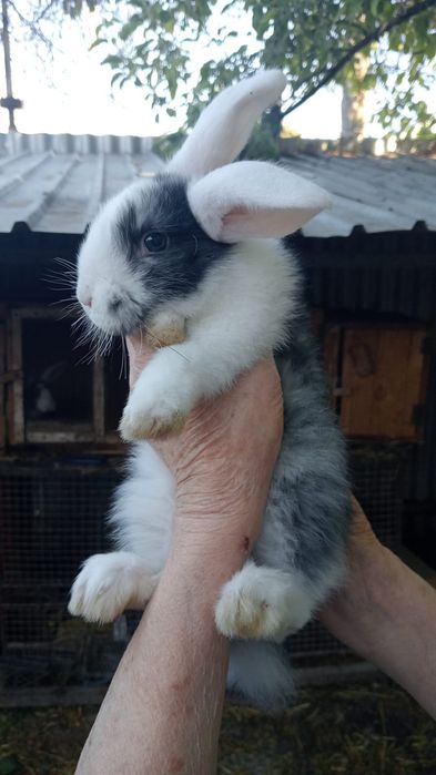 Продам кроликов 2 месяца.