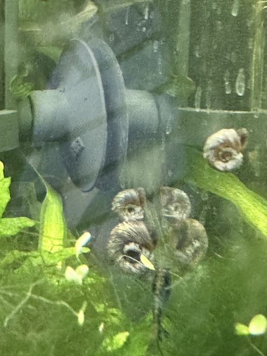 Vand melci ramshorn albastrii/ Donez melci ramshorn leopard