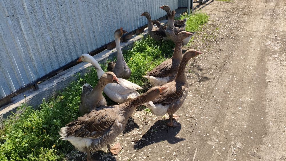 Продам Гусей Крупно серый