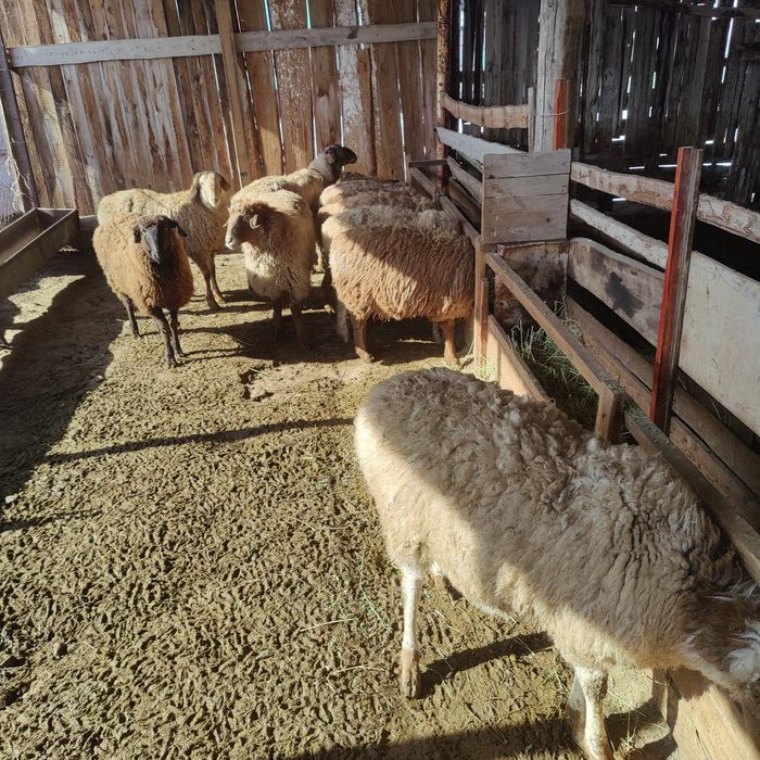 Бордақы Тоқты, Сек