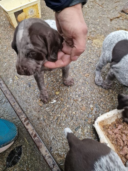 Brac german  6 săptămâni