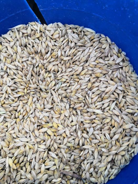 Пшеница.Платный чат! Все корма.