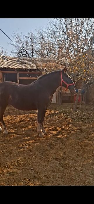 Продам очень хорошую кобылу