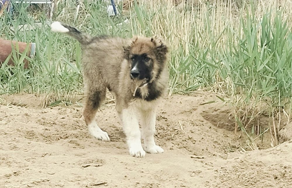 Парода: Тобет жаксы ИТ