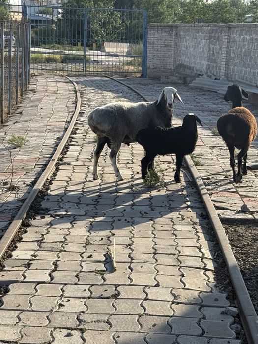 Qo’y баран. Urg’ochi bilan erkegi