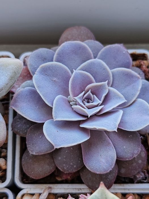 Суккуленты из частной коллекции