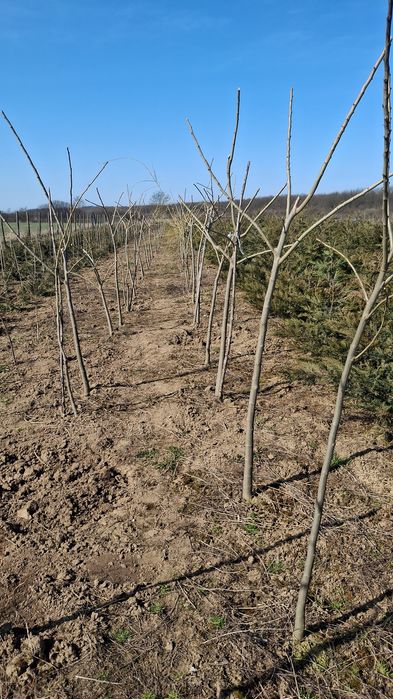 Tuia smaragd verde,gold si columnara gold,photina,prunus nigra,leyland