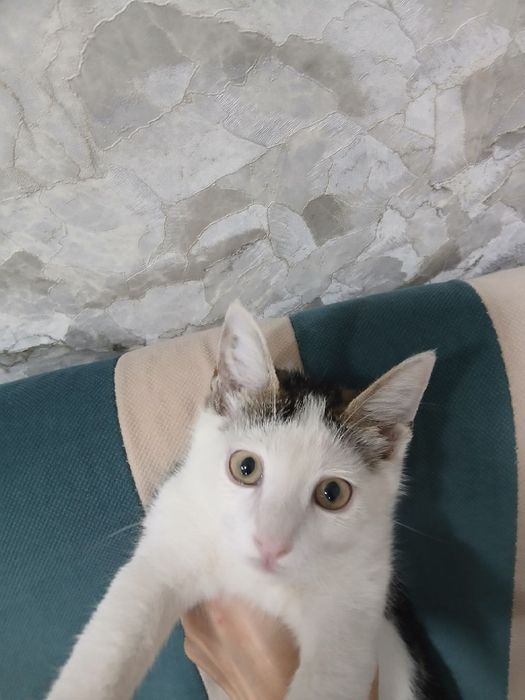 Отдам котенка в добрые руки