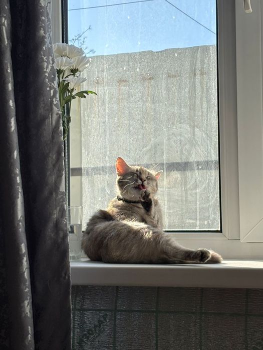 Кошка в добрые руки