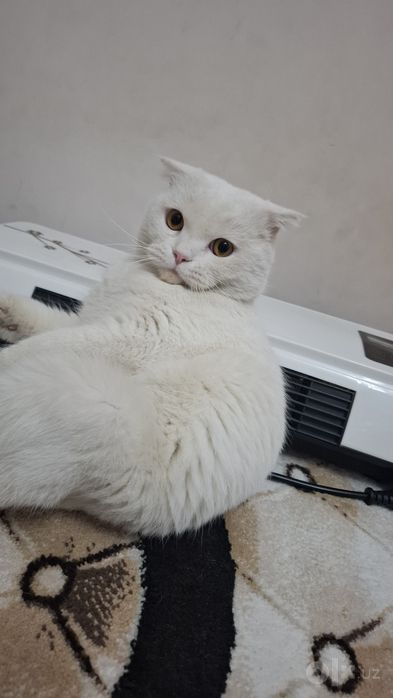 Наш принц ищут свою невестку
