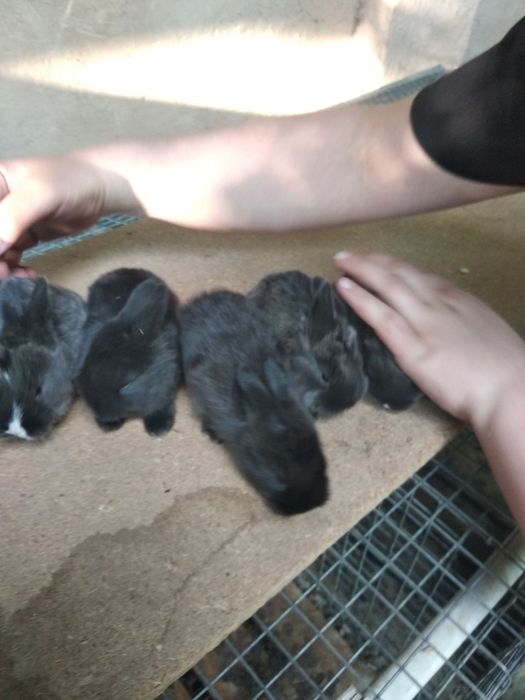 Quyon bolasi sotlad sogʻlom chroyl