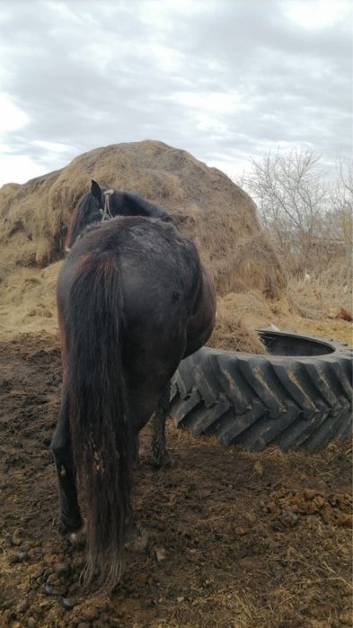Продам жеребца  возрост 5 лет