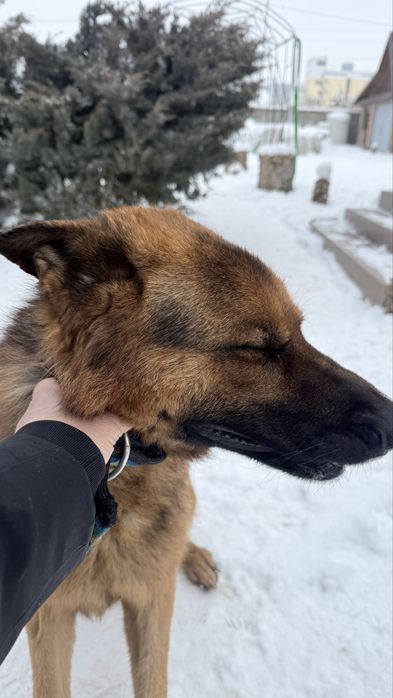 Найдена собака Овчарка