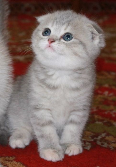 Шотландские малыши