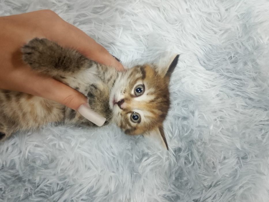 Дарю котят Пришахтинск