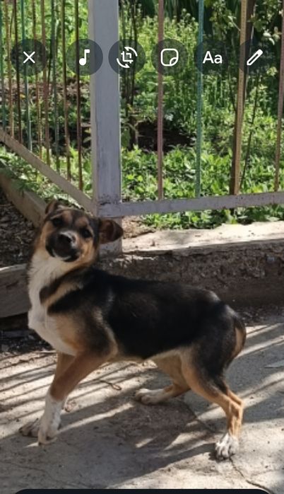 Отдам хорошие руки щенок девочка