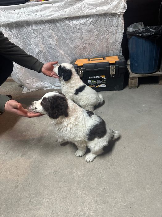 Каракачанка мъжко/женско