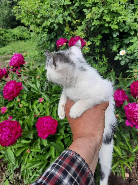 Девочка ищет дом