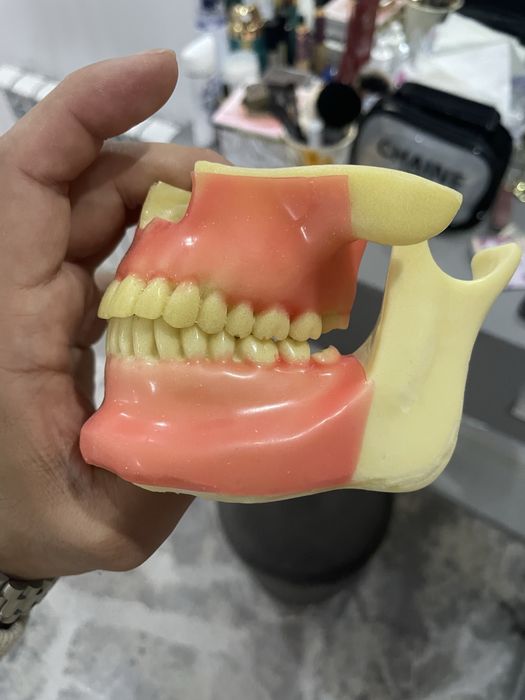 Модель зубов для стоматологов