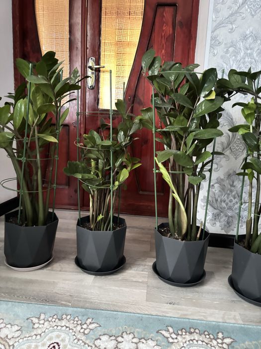 Доллар гулдер сатылады