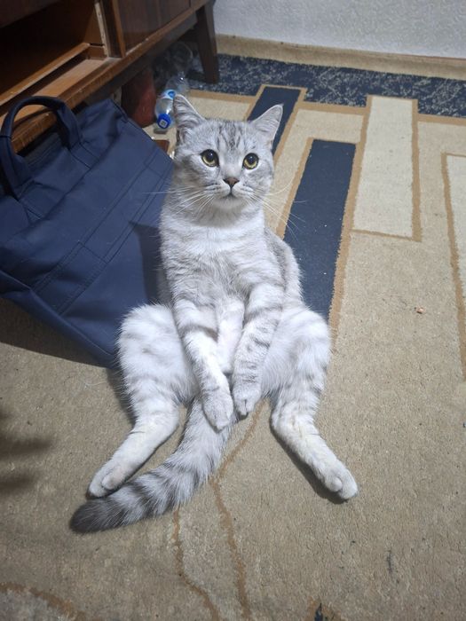 Britanskiy shinshilla (Toshkent shahri)