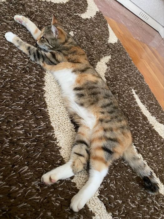 Трицветно женско коте търси дом