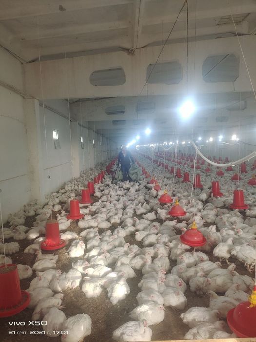 Ферма нежилой комлекс  сотилади 2 гектар 10 сотик. Эгалик 100%