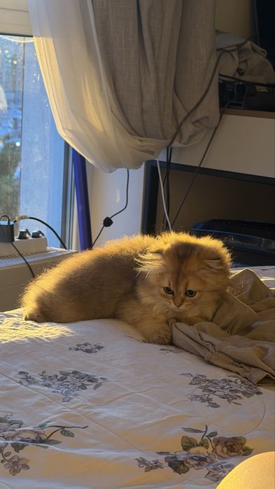 Котенок Золотой Шиншиллы