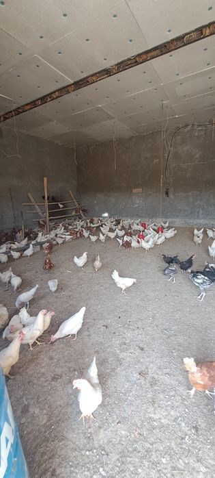 Сенди товуклар сотилади