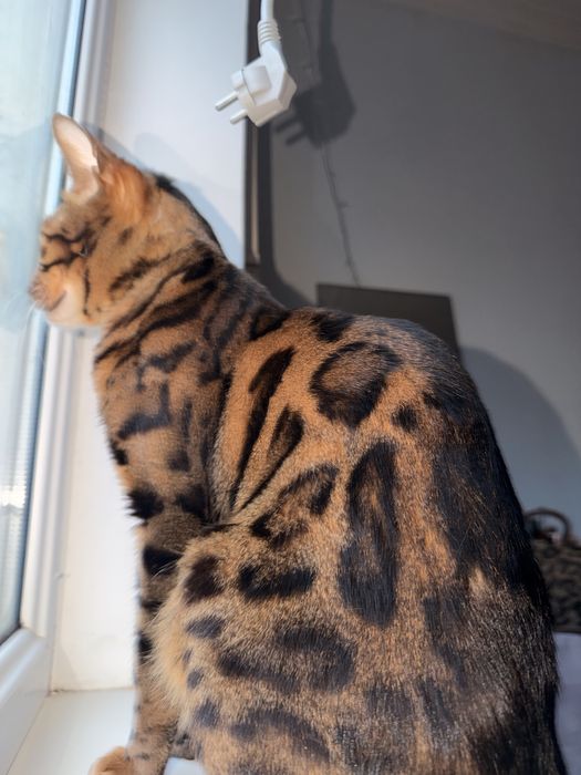 Кошка бенгалская