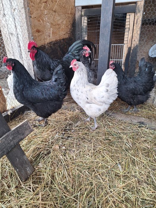 Australorp ouă pentru incubat