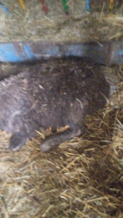 Қой, саулық, кәрі емес