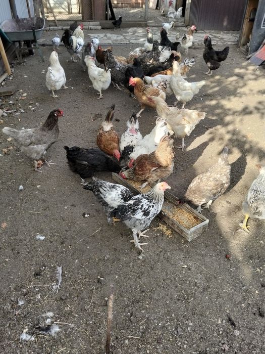 Продам домашних курей