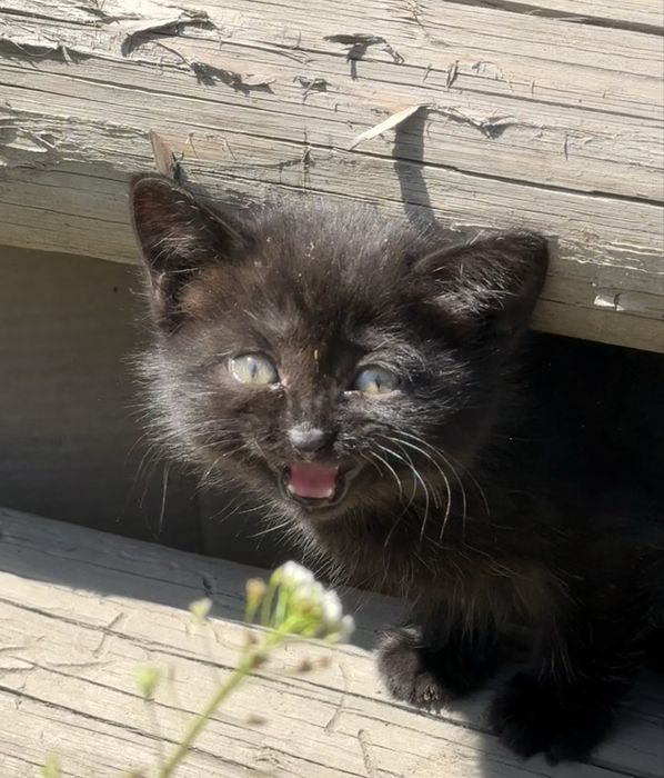 Отдам котёнка в добрые руки