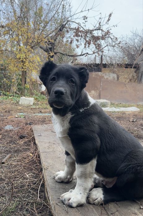 Супер щенки Алабая, төбет