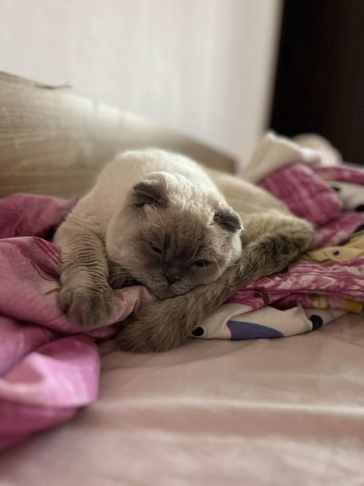 Шотландски клепоух